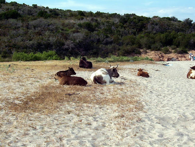 Destination Corse Un Aller Sans Retour Les Vaches De La Plage De