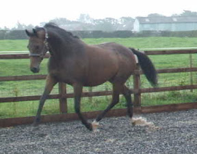 horse picture