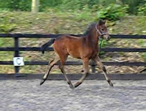 horse picture