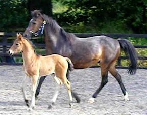 horse picture