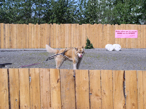 seaveyamp39s sled dog show