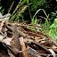 Lizard (on the left)!