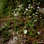 Butterflies (picture #1)!