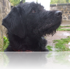 desktop_picture_pippin_my_dog