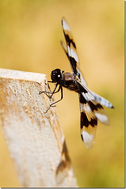 dragonfly5