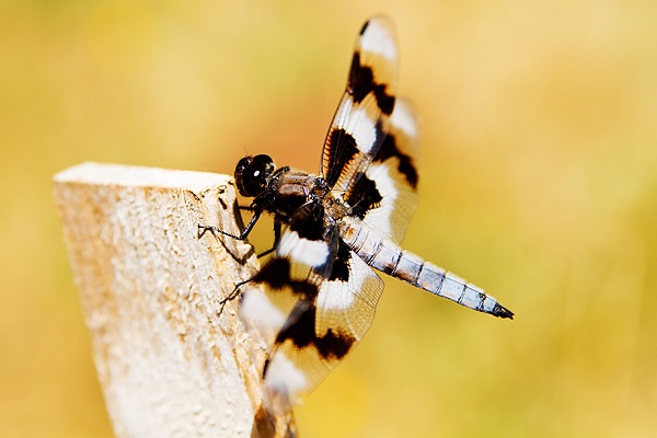 [dragonfly32.jpg]