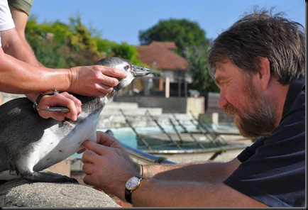Vet visit 28 July 10 (re-sized) microchipping penguin chicks 2