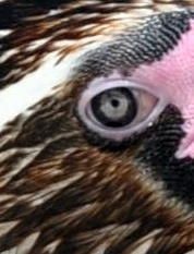 [Dippy's eye - close up[12].jpg]