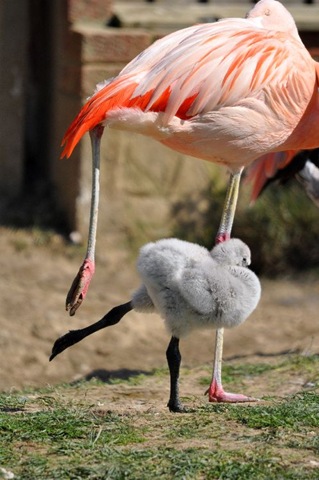 [CaribbeanchickinbaletposeresizedAug1[1].jpg]