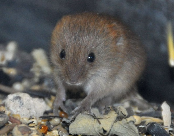 [Baby Harvest Mouse (cropped)DSC_0387[8].jpg]