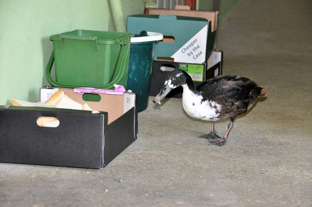 [Duck next to bread crust box (resized)[4].jpg]