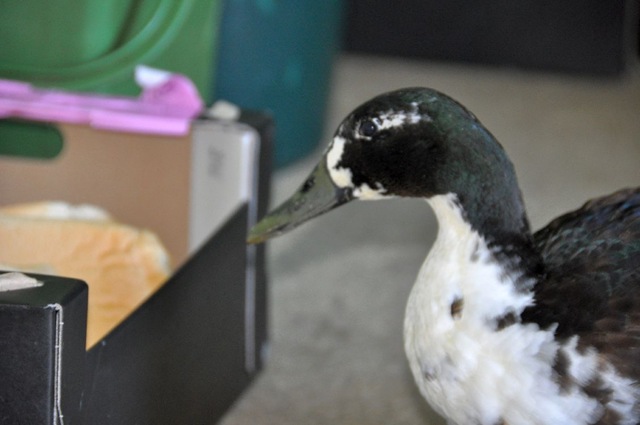 [I don't 'spose anyone will notice [4].jpg]