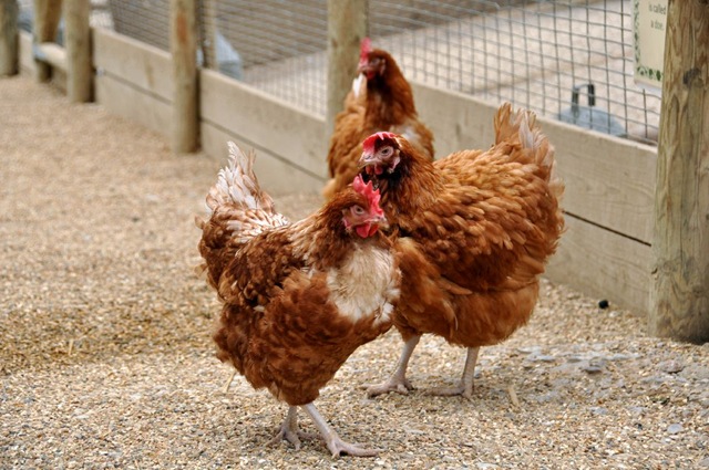 [Three new Hens from BHWT 6 Sept 10 (resized)[7].jpg]