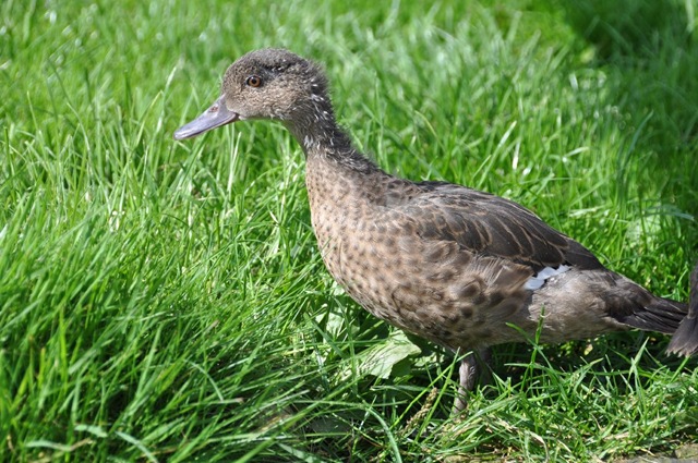 [Madagascar Teal (resized) 1st day in outdoor enclosure[5].jpg]