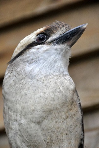 [Kookie3resized15Sept106.jpg]