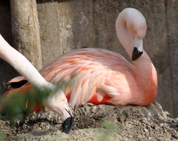 [Chilean still sitting on egg late Sept 10 (cropped)[11].jpg]