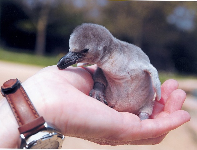 [baby penguin in palm of hand[6].jpg]