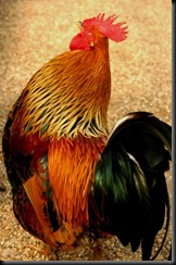 Simkins, G. - Rooster - 2010 Simkins, G. - Rooster - 2010