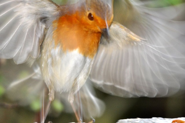 [Robin blurred in flight (resized)[29].jpg]