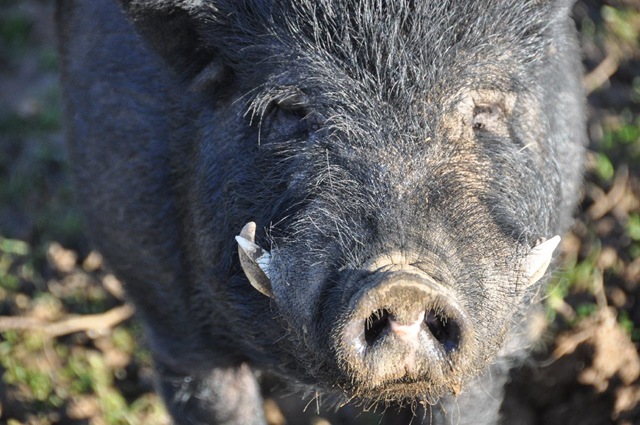 [Boar at Fakenhams Nov 2010[5].jpg]