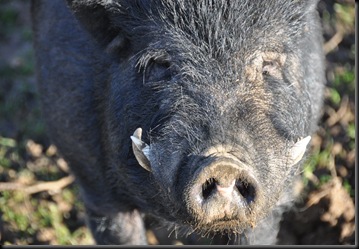 Boar at Fakenhams Nov 2010