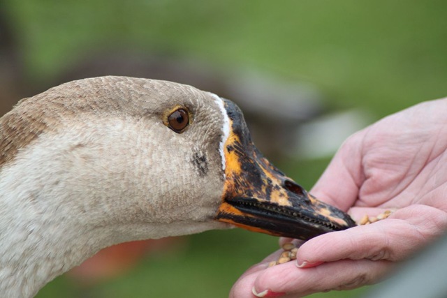 [Williams Victoria (under 16) - Goose feeding (resized) from hand 2010[5].jpg]