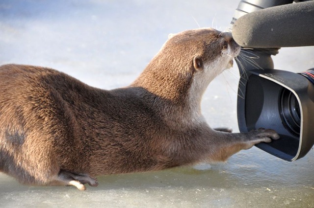 [Otter biting video camera on ice (flipped)[4].jpg]