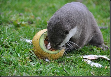 Otter peering inside melon