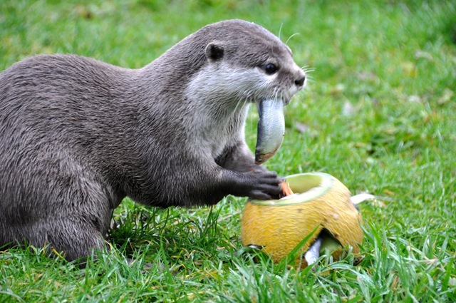 [Otter feeding from melon[9].jpg]