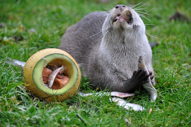 [Otter eating fish from melon[5].jpg]