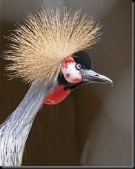 Crowned Crane (D Nordell 2010)