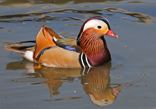 [Mandarin Duck (D Nordell 2010)[2].jpg]