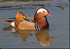 Mandarin Duck (D Nordell 2010)