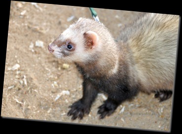 Ferret on lead Jan 11