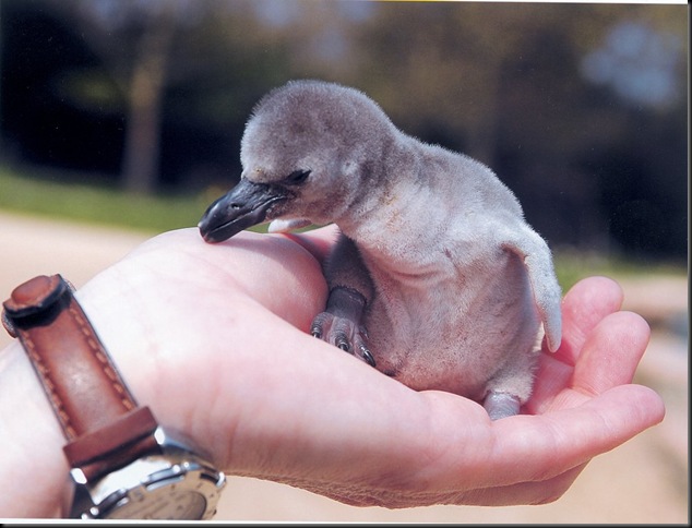baby penguin in palm of hand