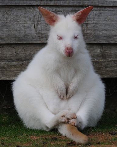 [Willaby tubby tum [3].jpg]