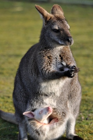 [Brown Wallaby with Albino Joey March 10 DSC_0166[7].jpg]