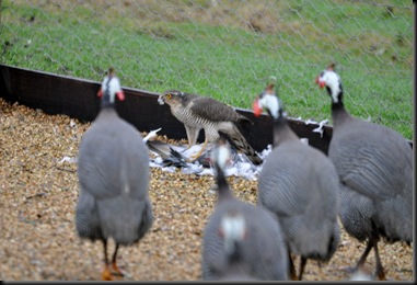 Sparrowhawk & kill surrounded by Guinea Fowl
