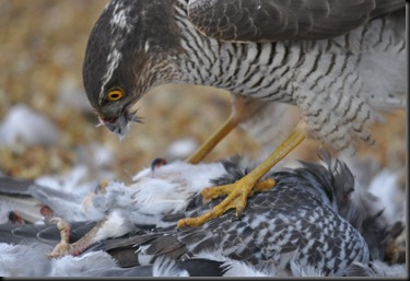 Sparrowhawk with kill Feb 11