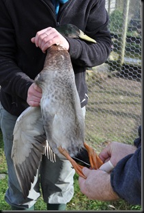 Examining Indian Runner with foot problems