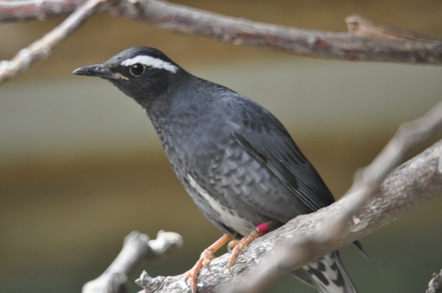 [Male Siberian Thrush[4].jpg]