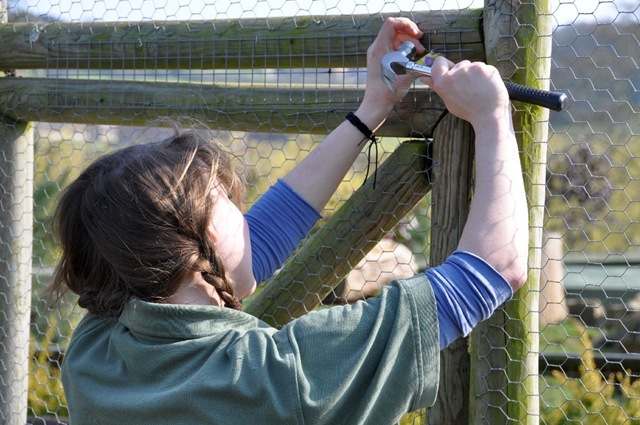 [Fern fitting new mesh wire onto Siberian's new outdoor aviary March 11[10].jpg]