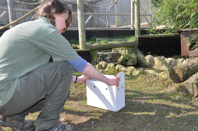 [Fern releasing Siberian Thrushes into outdoor aviary March 2011[4].jpg]