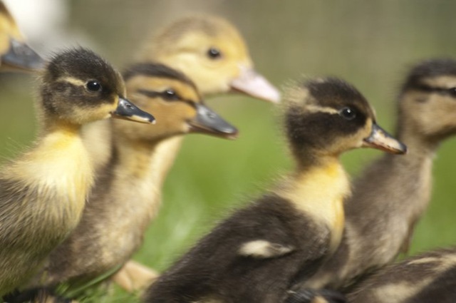 [Ducklings racing_DSC3929[11].jpg]