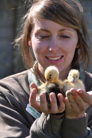 [Fern with ducklings (resized) DSC_0190[10].jpg]