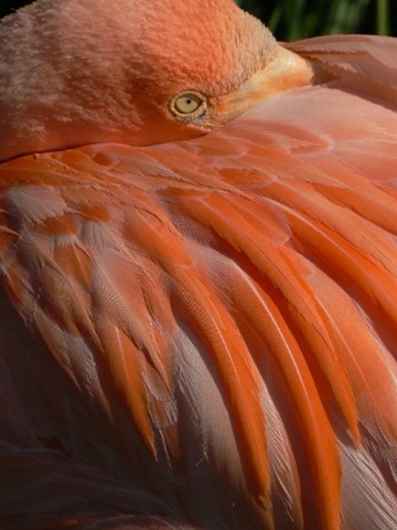 [Cantelo, Samantha - Flamingo 2010 (resized)[5].jpg]