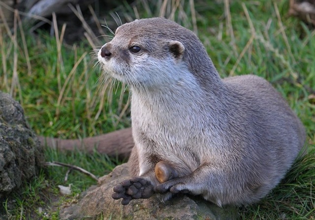 [Asian Short-Clawed Otter with stone (flipped)[9].jpg]