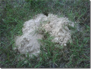 The hole