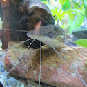 Cat fish