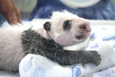[panda[1].jpg]